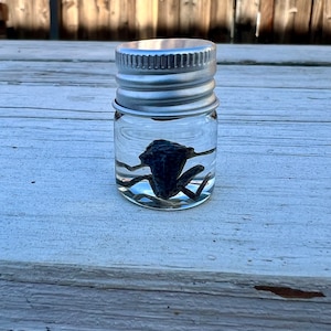 May include: A small glass jar with a silver lid containing a preserved frog. The frog is dark blue and is floating in clear liquid.