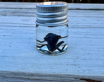 カエルの湿った標本 水生