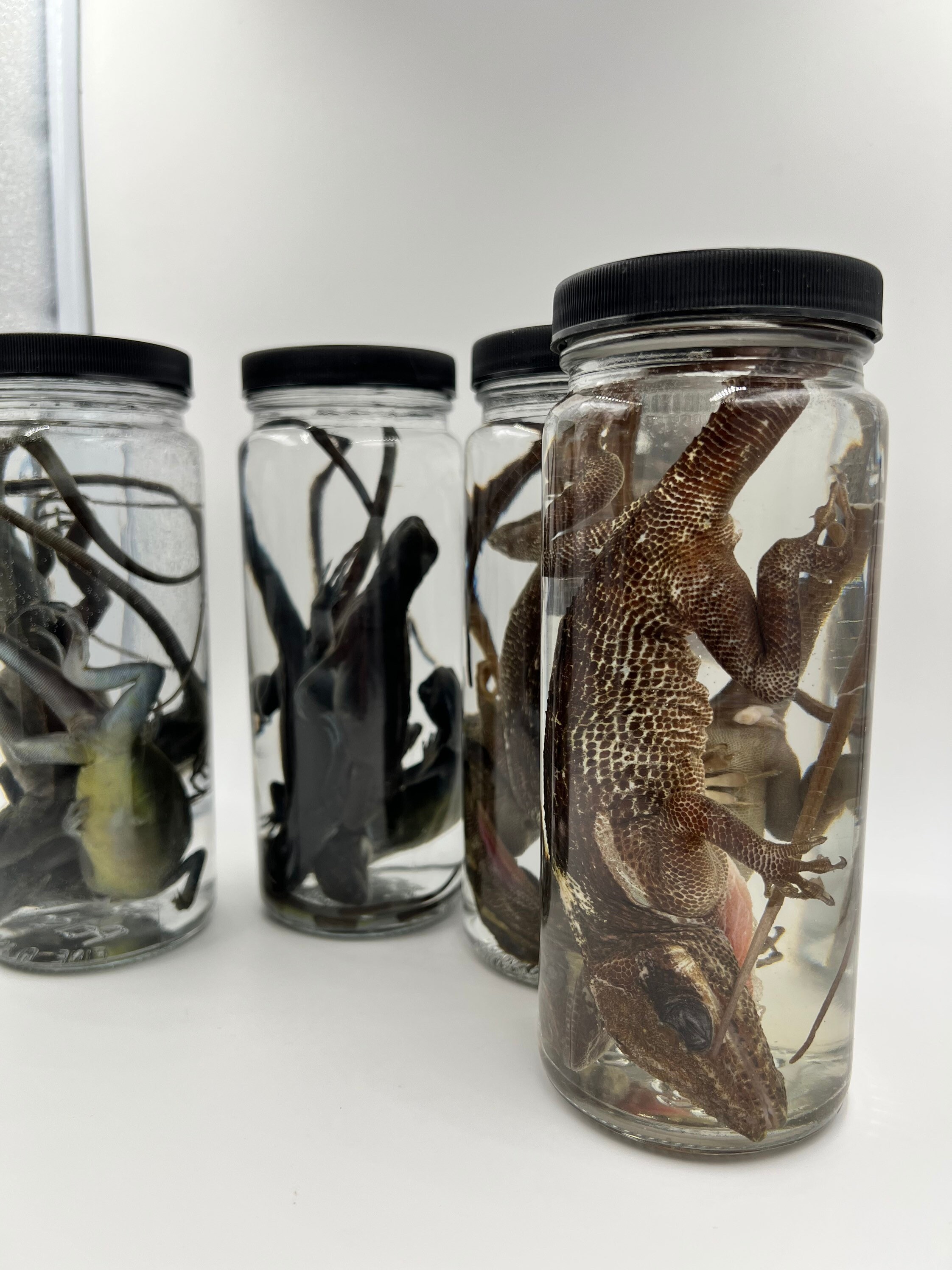 Wet Specimen Western Hognose Snake Taxidermy Mount Fo vrogue.co