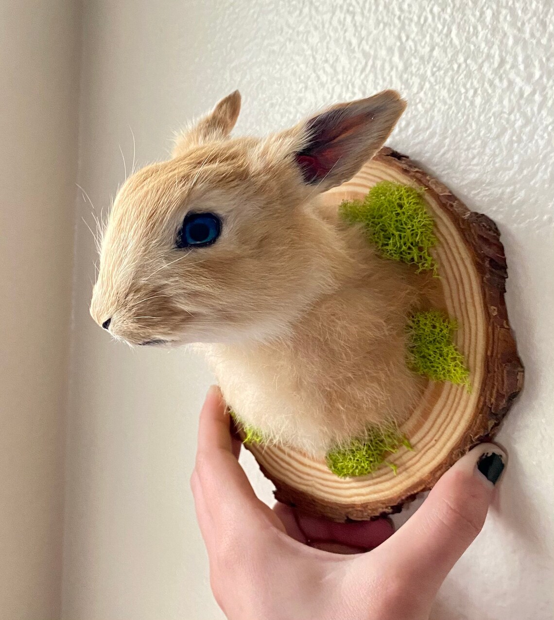 Rabbit Head Wall Mount Etsy
