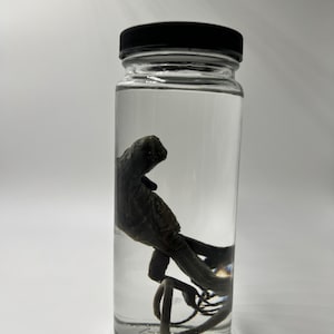 May include: A clear glass jar with a black lid containing a preserved black and brown sea creature in a clear liquid.