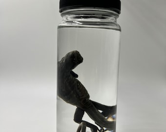 Iguana Wet Specimen (green iguana)
