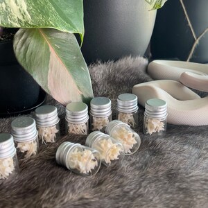 Peut inclure: Neuf petits bocaux en verre avec des couvercles argentés remplis d'os blancs. Les bocaux sont disposés en rangée sur une surface grise et duveteuse. Un serpent blanc est enroulé derrière les bocaux.