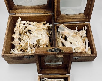 Bone Boxes