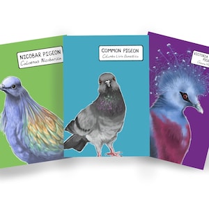 Cartes postales Pigeon - Lot de 3 cartes postales - Vierges A6