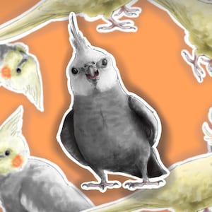 Cockatiel Stickers - Pack of three - Bird Stickers - Eco Paper Stickers