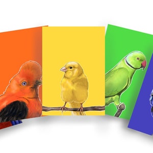 Regenbogen Vogel Postkarten 5er Set - A6 Blanko - Tier Stationär