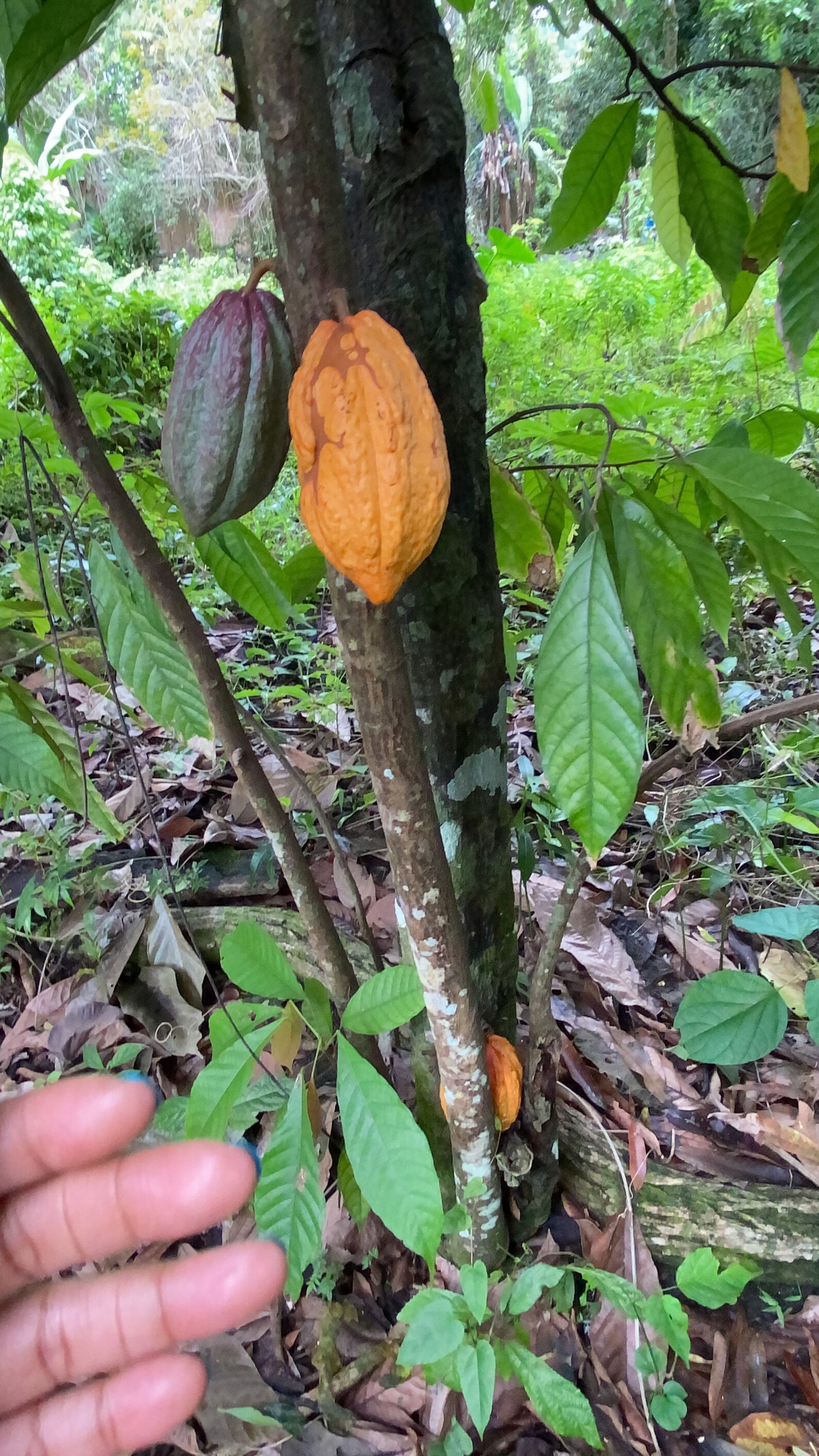 Jamaican Natural Chocolate Bar and Leaves Etsy