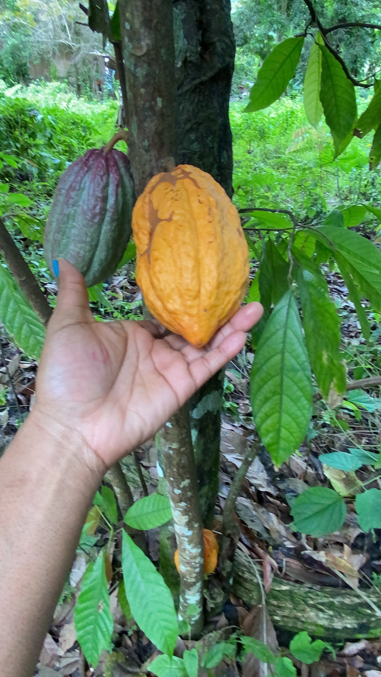 Jamaican Natural Chocolate Bar and Leaves Etsy