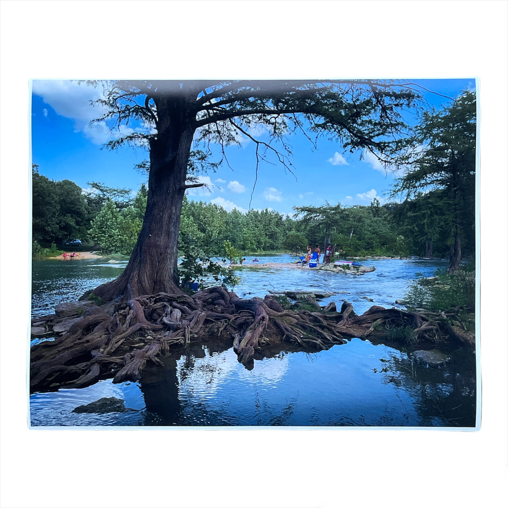 Bald Cypress Tree Roots Against the Waters of the Guadalupe image