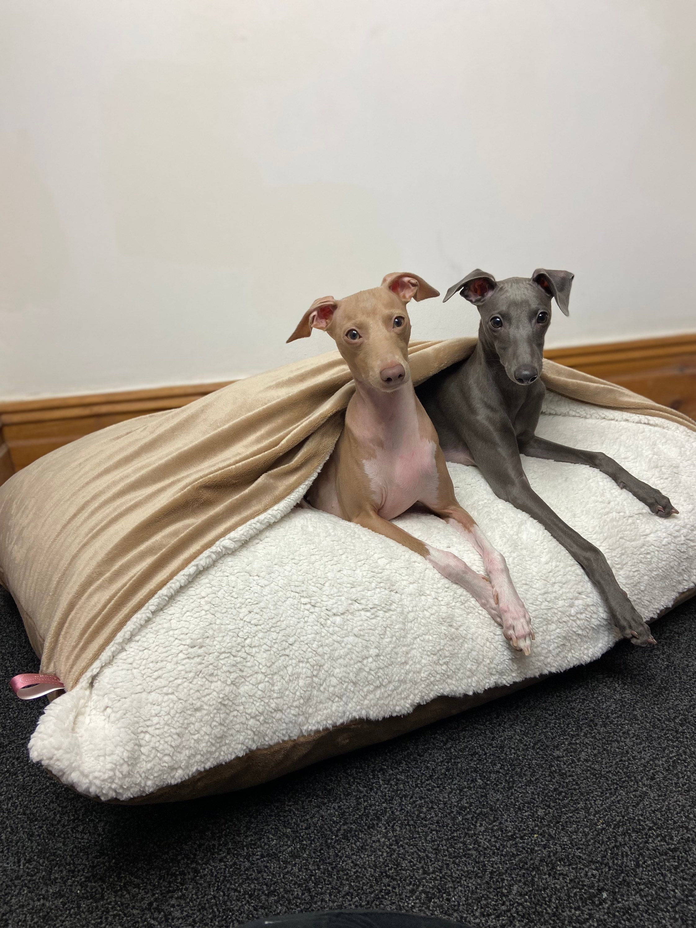 whippet bed
