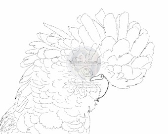 Druckbare Papagei Malseite, komplizierte Vogel Linie Kunst, digitaler Download für Kinder & Erwachsene, DIY Farben und Muster