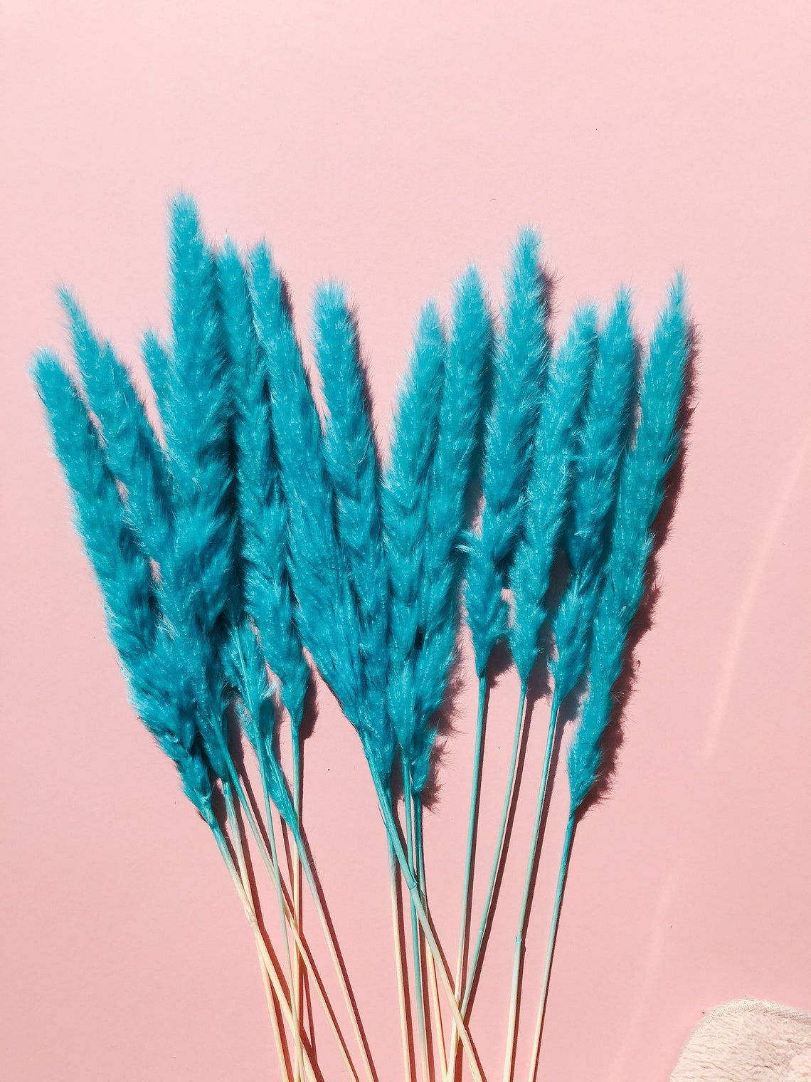 Mini blue fluffy Pampas grass Pampas grass 70 cm high uk Etsy