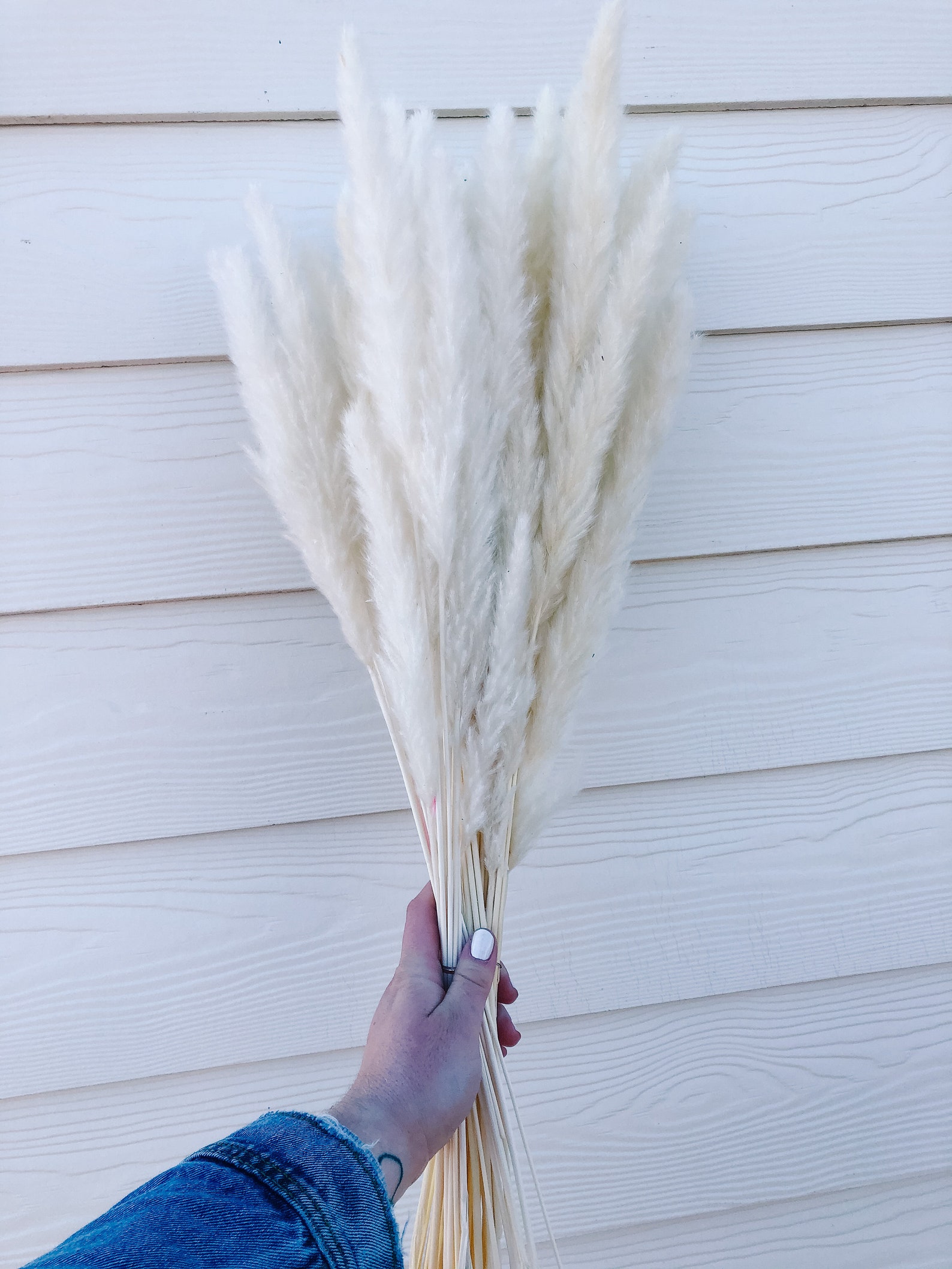 15 stems WHITE pampas grass Mini Pampas Grass Uk shop Etsy
