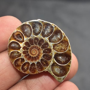May include: A polished ammonite fossil featuring a spiral shell with distinct chambers. The fossil displays a rich color palette of deep brown, amber, and cream tones, with a glossy, smooth surface that highlights the intricate, natural geometric patterns.