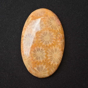 Natürliche Fossil Coral Cabochon Top-Qualität Fossil Coral Edelstein Fossil Coral Schmuck machen Phantasie Form Edelstein 42x26x6 MM. 50.05Ct A - 81