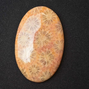 Natürliche Fossil Coral Cabochon Top-Qualität Fossil Coral Edelstein Fossil Coral Schmuck machen Oval Form Edelstein 40x25x5 MM. 43,75 Ct A - 83