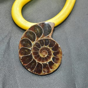 Op de afbeelding: Een gepolijste, gefossiliseerde ammonietschelp met een spiraalpatroon, met bruine en gouden tinten. Een geel, gebogen object is boven de schelp geplaatst op een donkergrijze ondergrond. Een uniek stukje natuur.