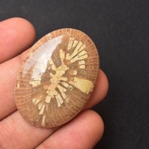 Natural Fossil Coral Cabochon Top Quality Fossil Coral Gemstone Fossil Coral Jewelry Making Oval Shape Gemstone 42x30x7 MM. 72.50 Ct A - 82