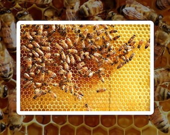 Raw Clover Honey