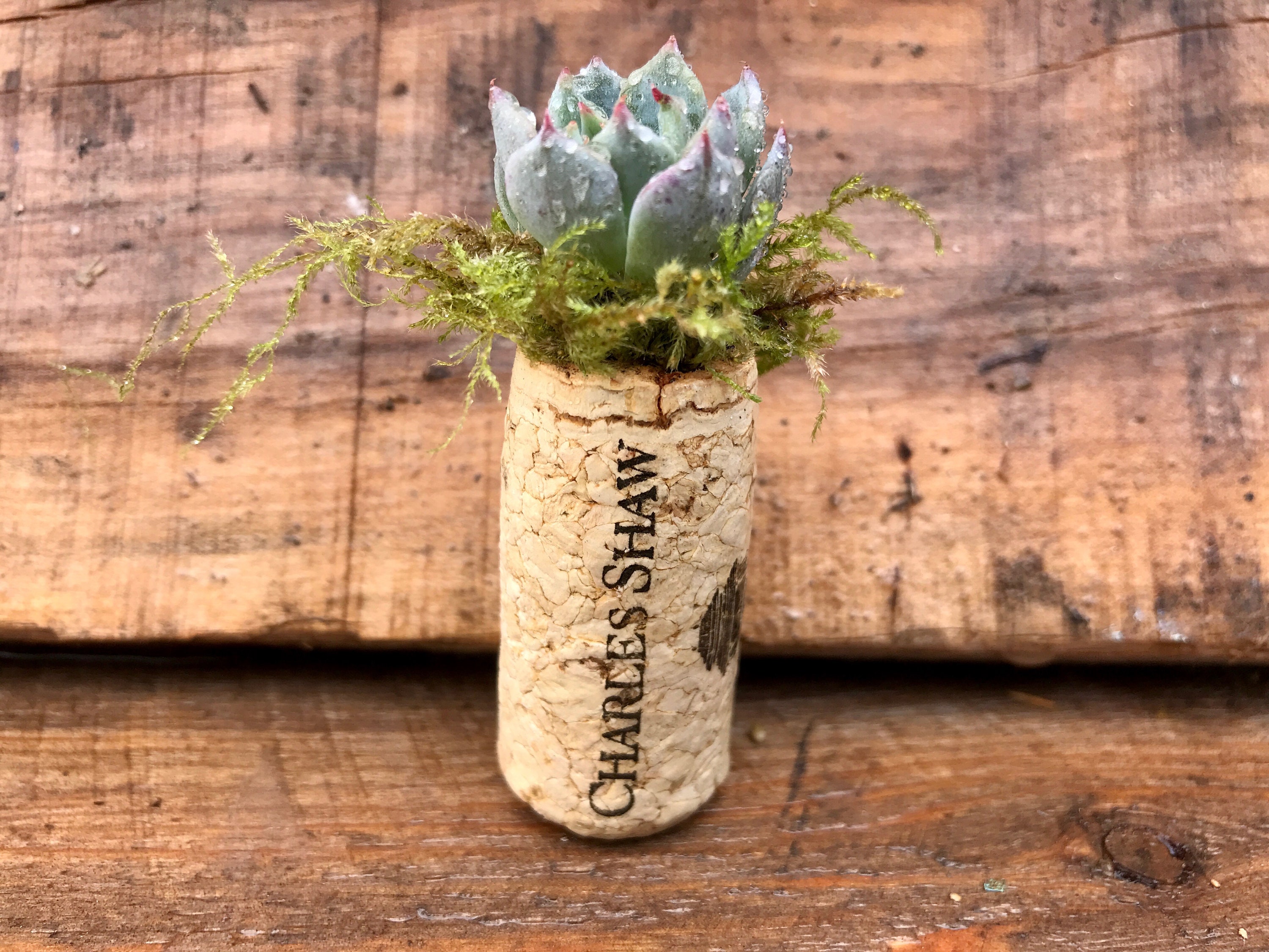 Wine Cork Succulent Wine Lovers Etsy