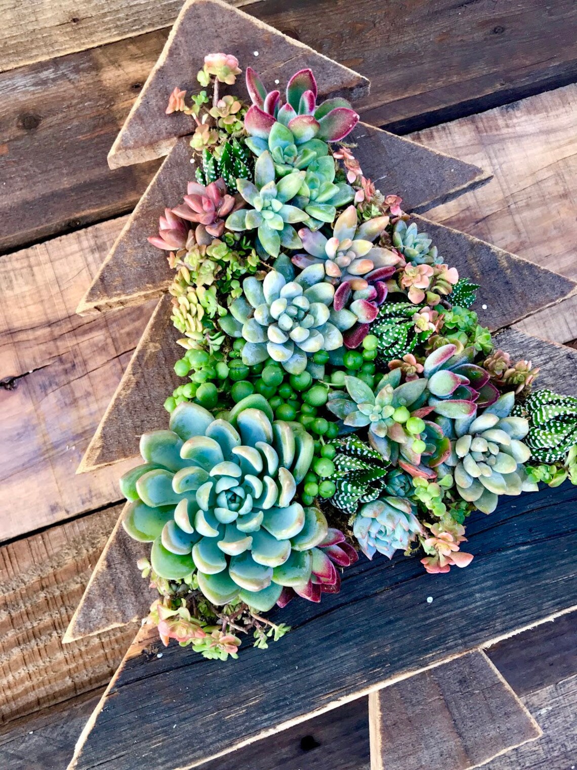 Succulent Christmas Tree Live Succulent Christmas Tree Etsy