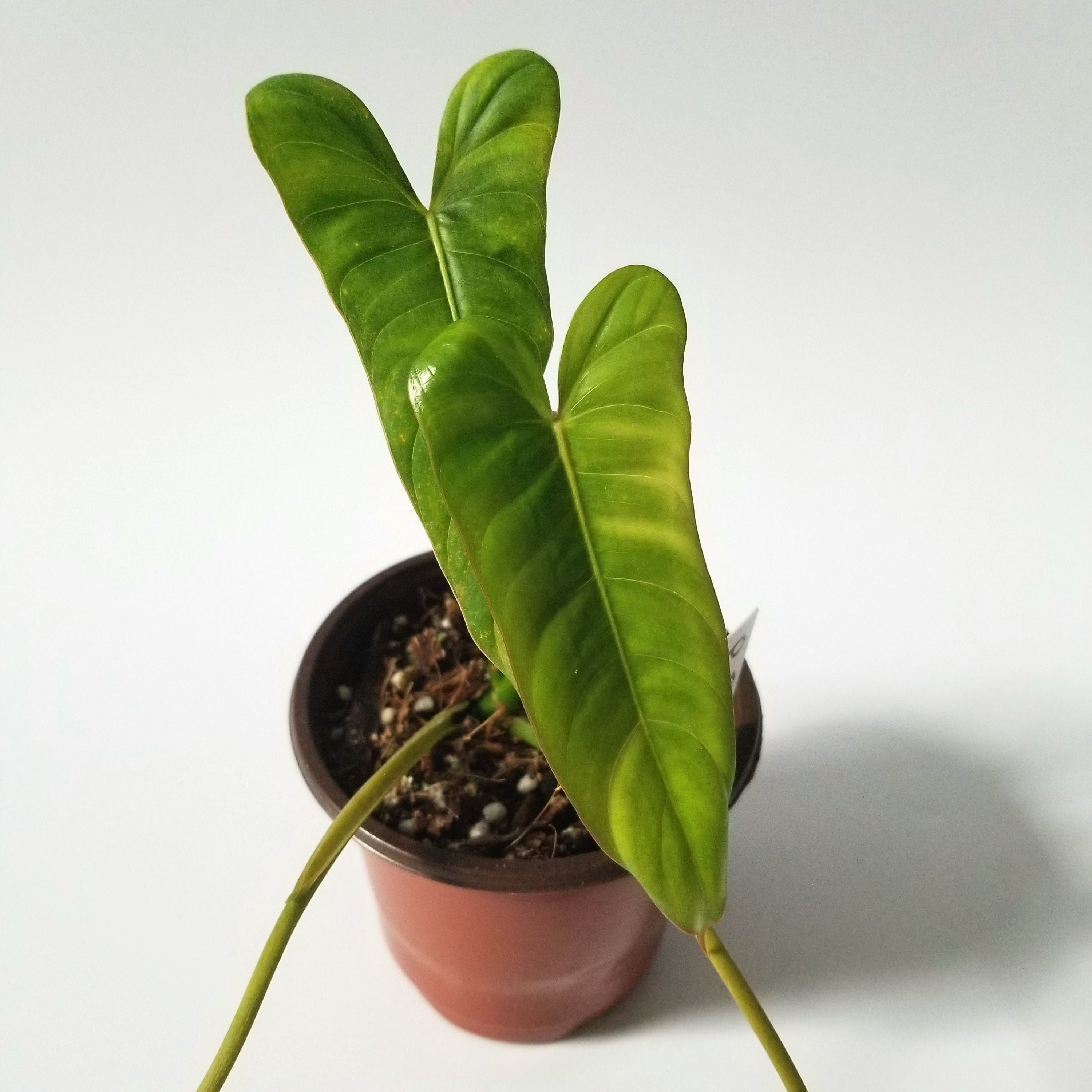 Philodendron Pinnatilobum Tropical Houseplants Etsy Australia
