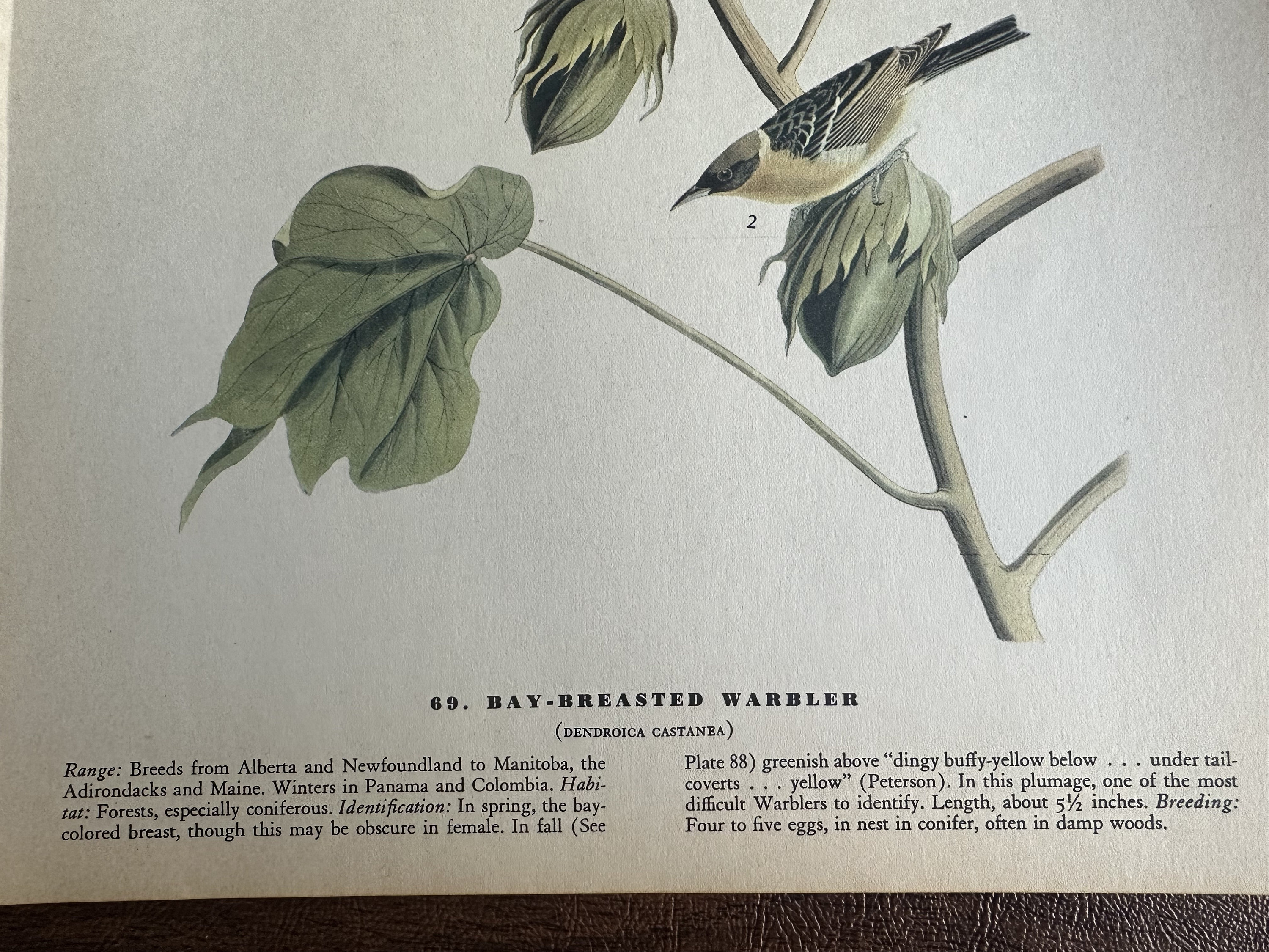 ジョン・ジェームズ・オーデュボンの著書『アメリカの鳥類』（1942年