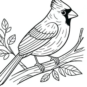 May include: Black and white line art illustration of a cardinal bird perched on a branch with leaves. The word "Cardinal" is printed in bold, black letters below the bird.