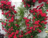 5 RED CLIMBING ROSE Rosa Bush Vine Climber Fragrant Butterfly Flower Seeds