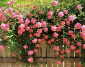 5 PINK CLIMBING ROSE Rosa Bush Vine Climber Fragrant Butterfly Flower Seeds