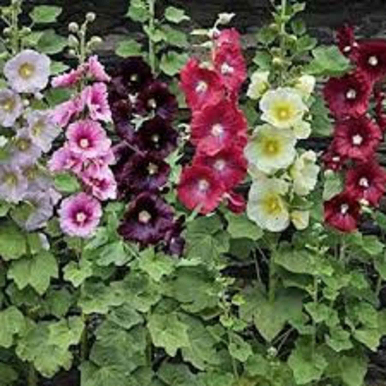 holi hosk plant