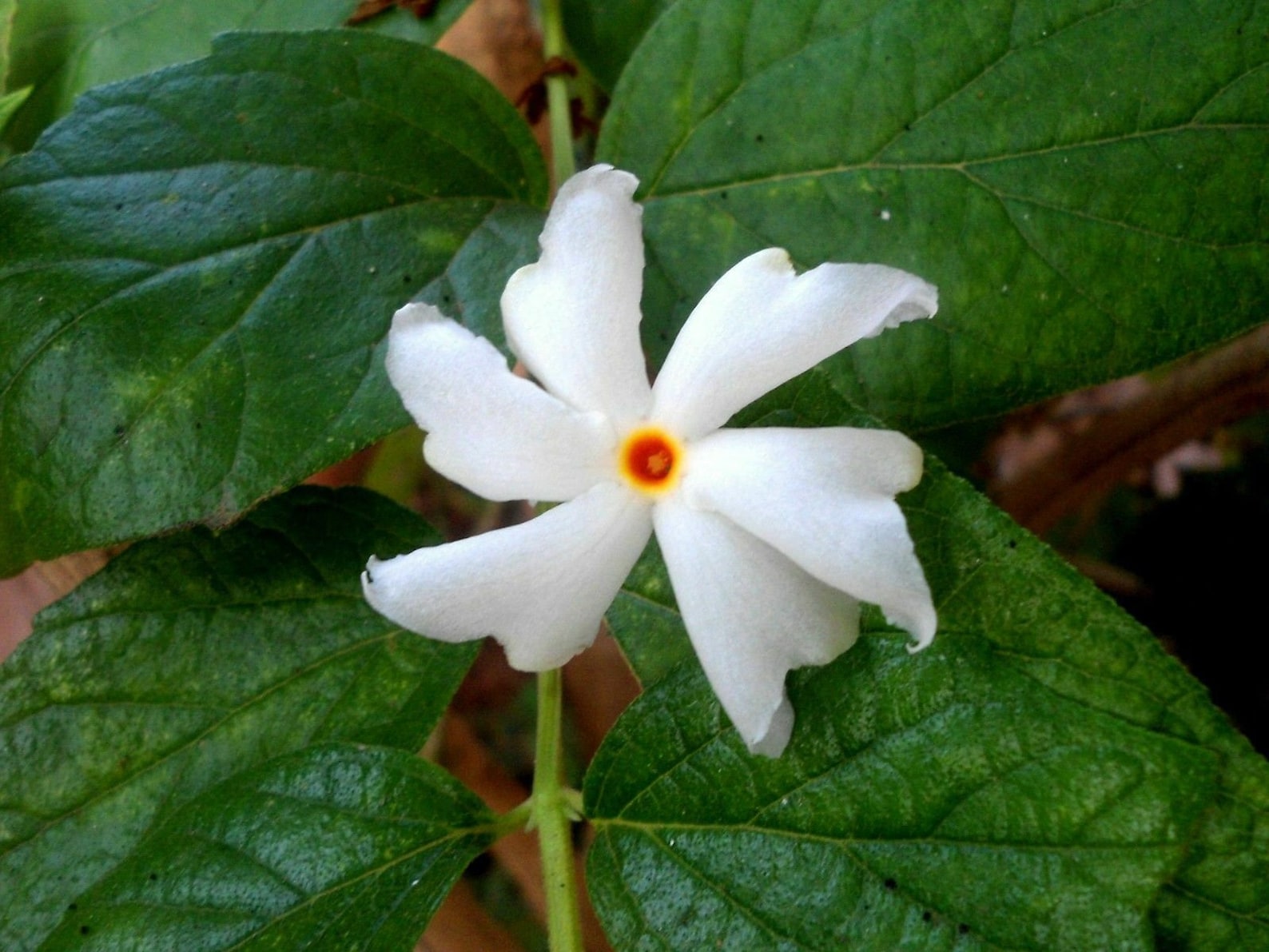 Night Flowering Jasmine Seeds Nyctanthes Etsy
