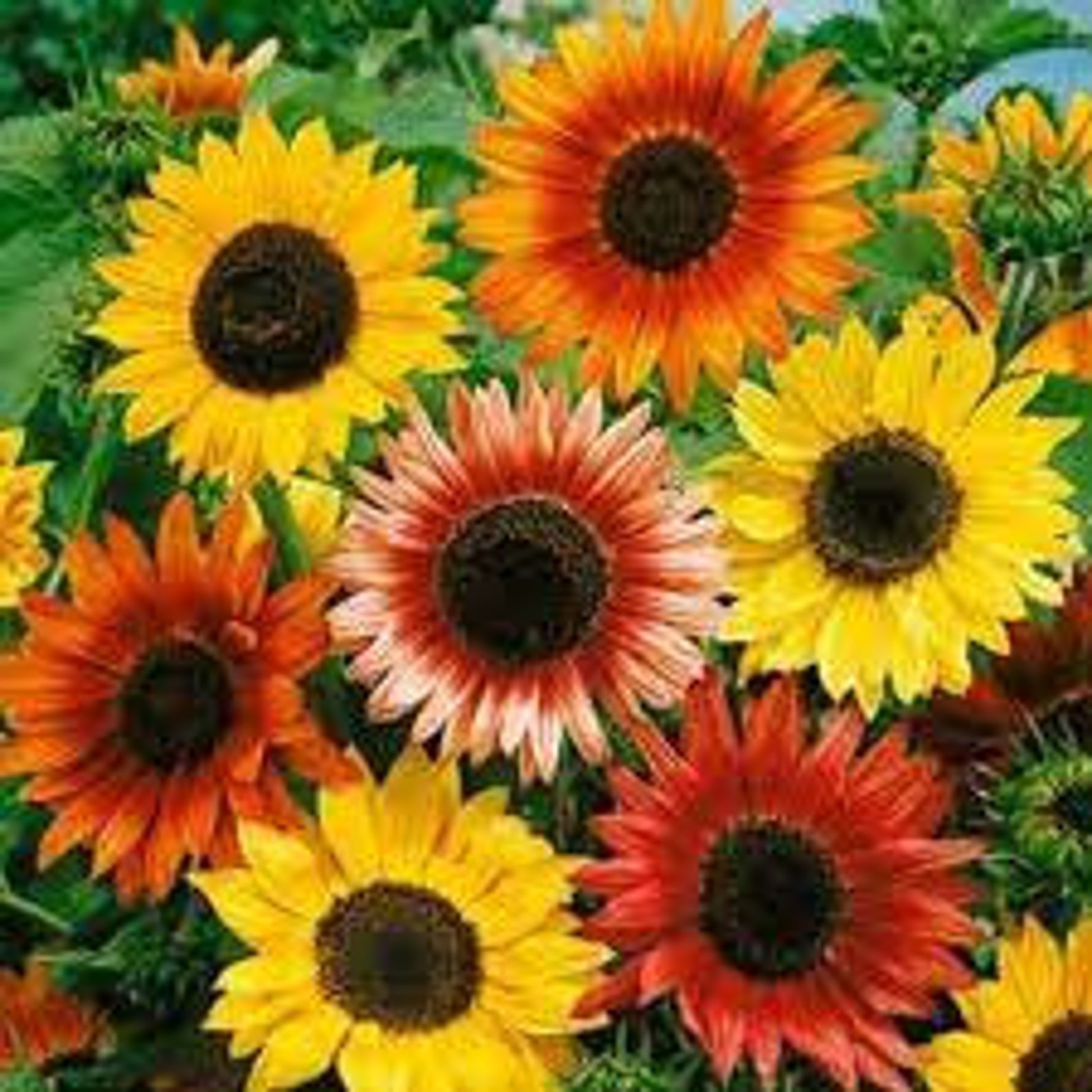 Sunflower Autumn Beauty Mix 100 Seeds Etsy