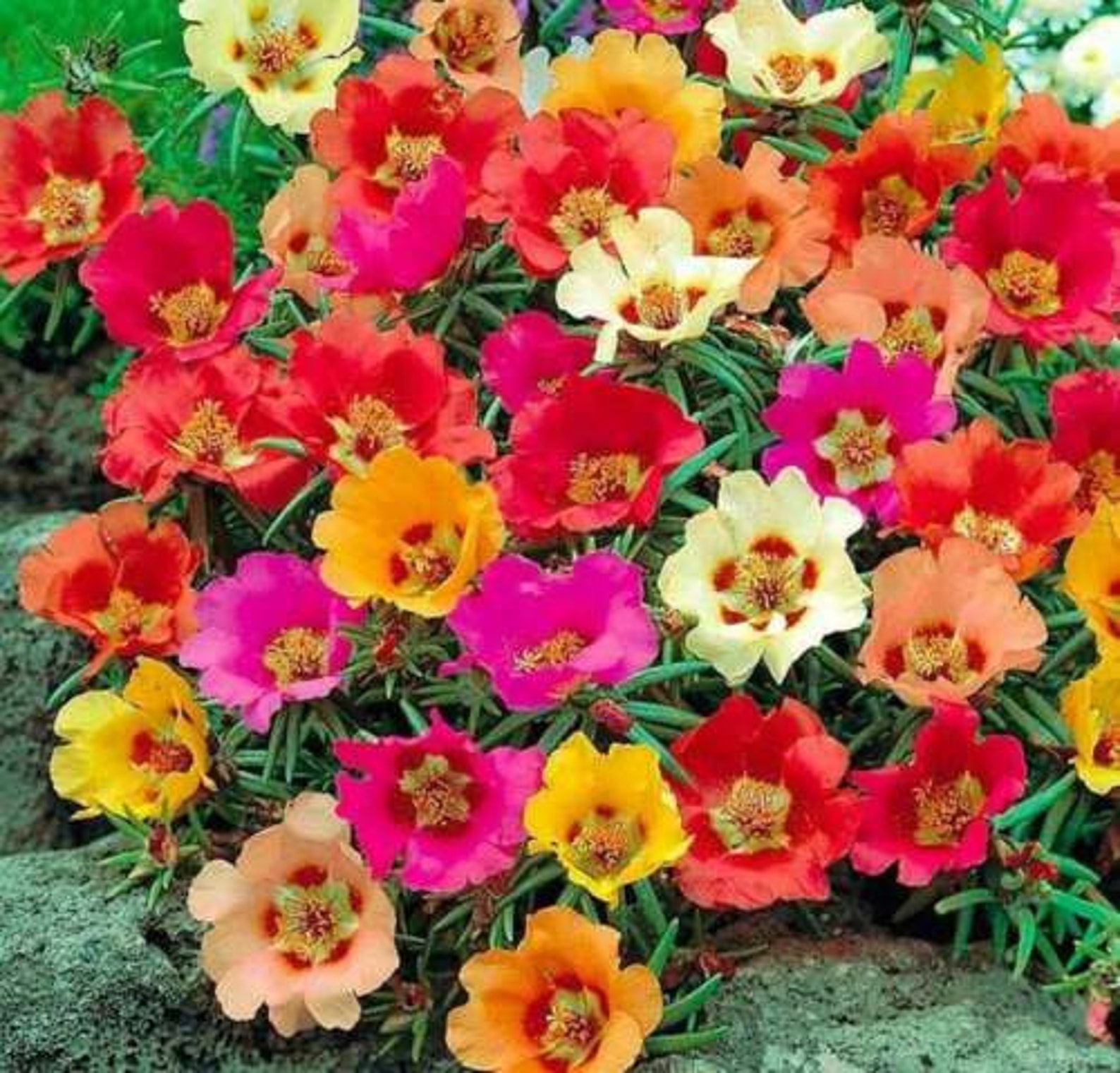 100 Bright Mix Moss Rose Seeds Flower Perennial Flowers Seed Etsy