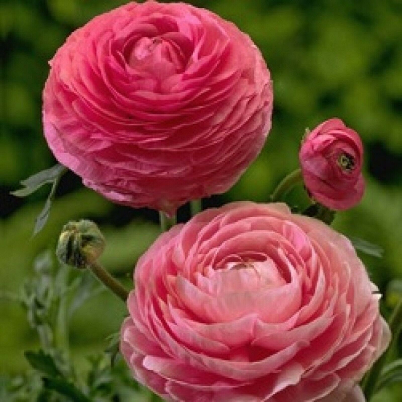 persian buttercup growing persian buttercup growing