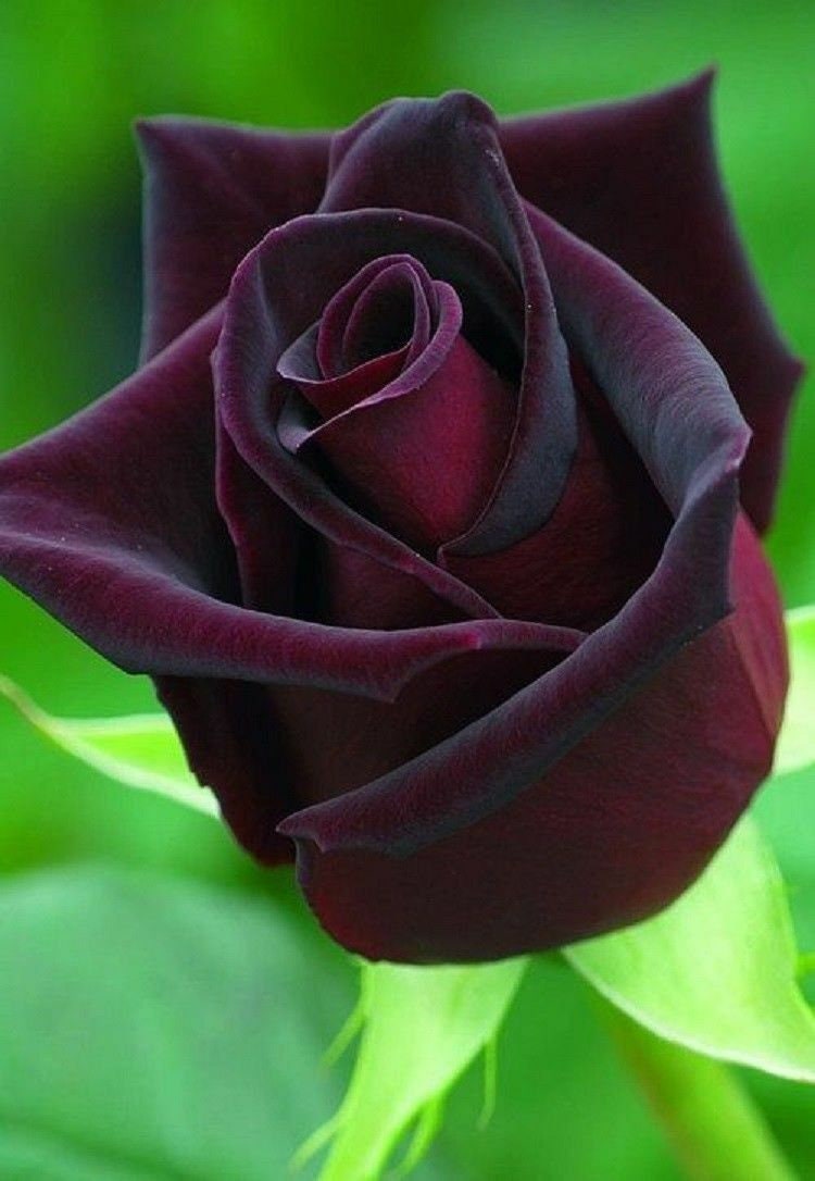 10 Dark Purple Rose Seeds Flower Bush Perennial Shrub Garden Etsy