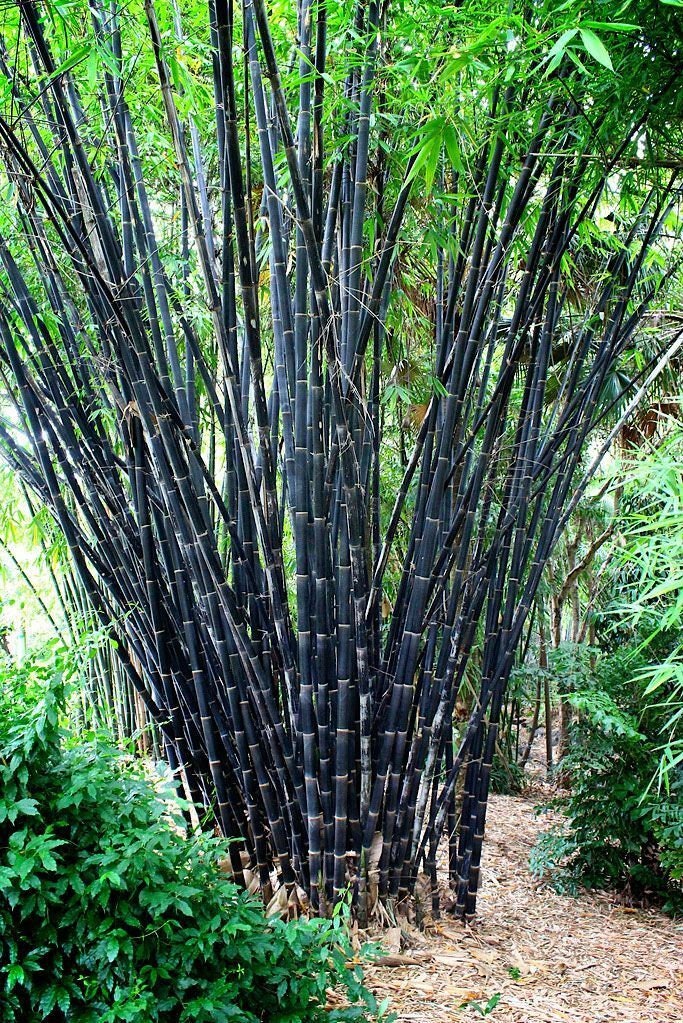 50 Tropical Black Bamboo Seeds Privacy Clumping Shade Screen Etsy
