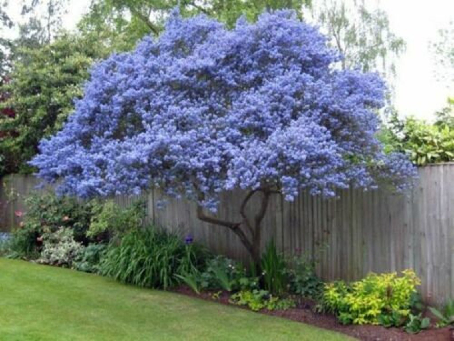 25 Creeping Mountain Lilac Seeds Tree Flowers Perennial Flower Etsy