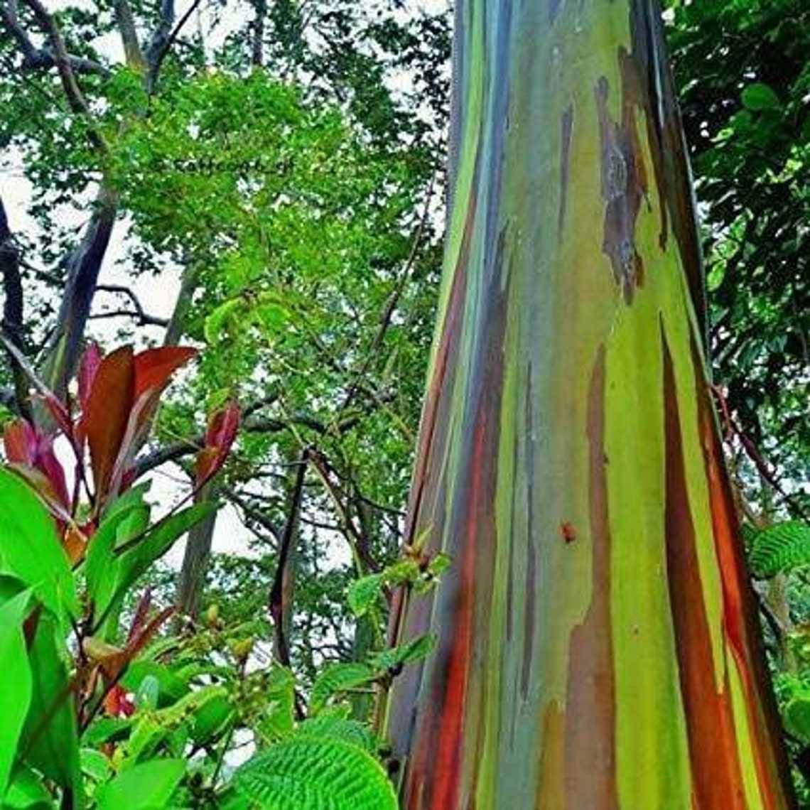 Eucalyptus degluptaRainbow Eucalyptus 150 Viable seeds Etsy