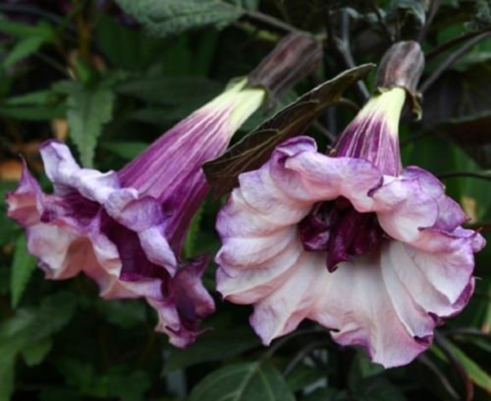 10 Double Purple Angel Trumpet Seeds Tropical Flowers Flower Etsy