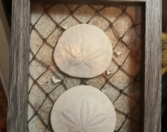 Pacific Northwest sand dollar Art