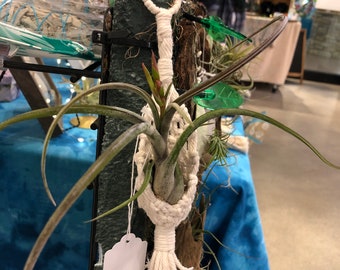 4” Macramé hanging with air plant