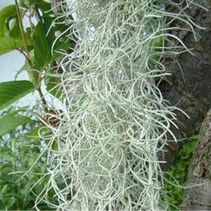Spanish Moss (Tillansia usneoides) bundle LIVE