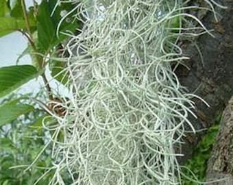 Spanish Moss (Tillansia usneoides) bundle LIVE