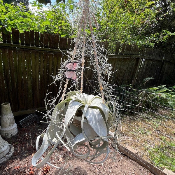 sea shell cradle hanging large air plant with spanish moss