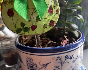 1 strawberry plant marker sand dollar