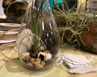 Teardrop Driftwood Sandollar globe