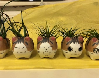 Ceramic Jetty Kitty ceramic pot with air plant (choose from 5 faces) Buy 3 get one fee (10 dollars off 40 when you use FREEKITTY as promo