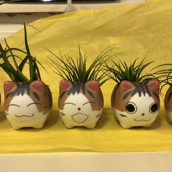 Ceramic Jetty Kitty ceramic pot with air plant (choose from 5 faces) Buy 3 get one fee (10 dollars off 40 when you use FREEKITTY as promo